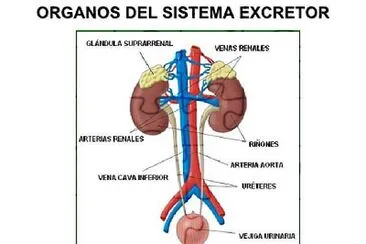 פאזל של Sistema Excretor Yeison Mena  7-1