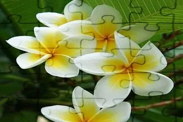 flores jigsaw puzzle