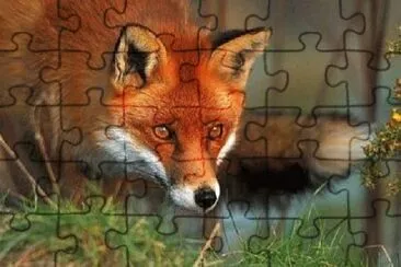 Foto jigsaw puzzle