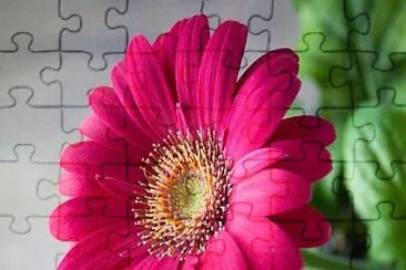 flower pink jigsaw puzzle