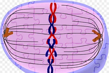 Fase de la mitosis