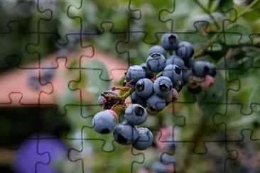 Foto jigsaw puzzle