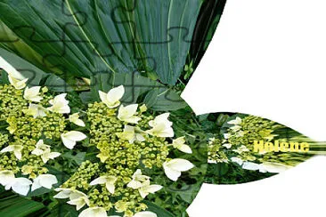 Hortensia jigsaw puzzle