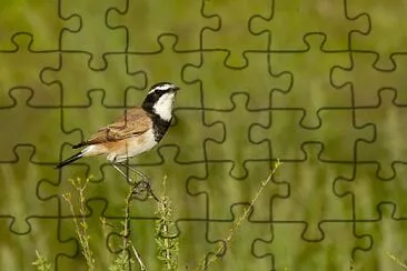 Oenanthe pileata jigsaw puzzle