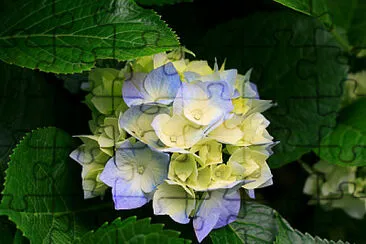 פאזל של ç¹¡çƒèŠ±