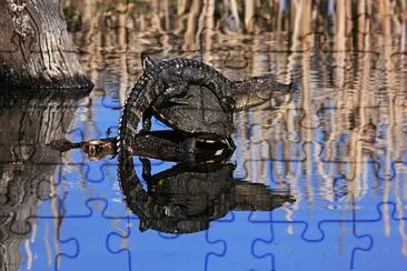 Aus croc jigsaw puzzle