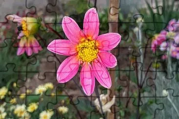 Tout rose jigsaw puzzle