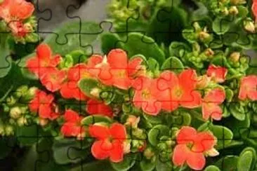 Foto jigsaw puzzle