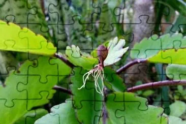 Foto jigsaw puzzle