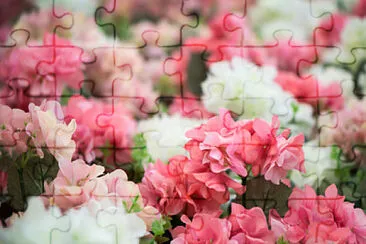 flowers jigsaw puzzle