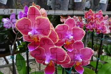 Orquideas jigsaw puzzle