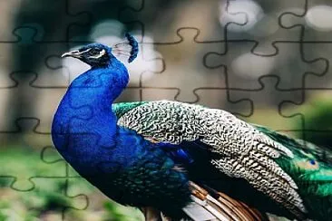 natural jigsaw puzzle