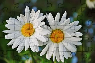 Daisy jigsaw puzzle