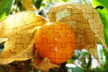 Foto jigsaw puzzle