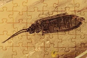 Cupes jigsaw puzzle