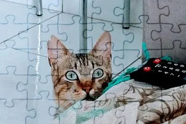 Cat jigsaw puzzle