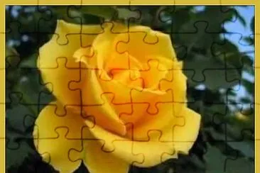 Rose jaune jigsaw puzzle