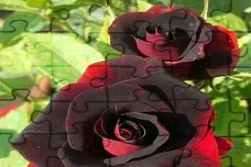 פאזל של roses