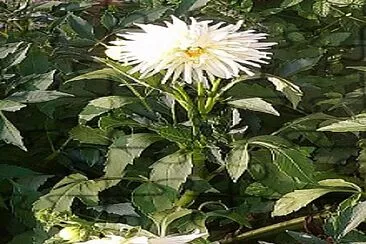 פאזל של Dahlias Blanc