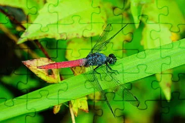 Orthetrum pruinosum jigsaw puzzle