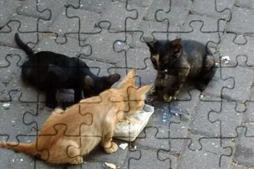 3 ×—×ª×•×œ×™× ×™×ª×•×ž×™× ×©×ž×§×‘×œ×™× ×˜×™×¤×•×œ ××•×›×œ jigsaw puzzle