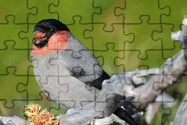 Pyrrula pyrrula jigsaw puzzle