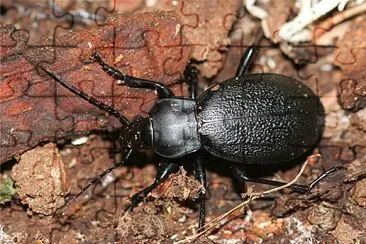 Carabus coriaceus jigsaw puzzle