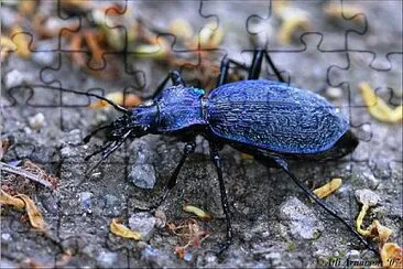 Carabus intricatus jigsaw puzzle