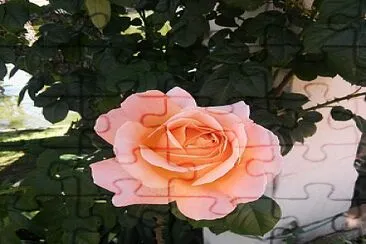 The Rose