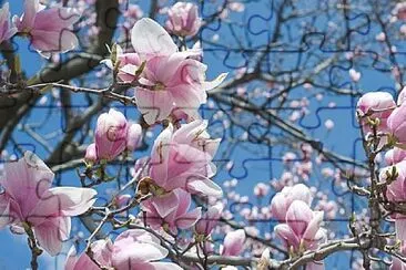 Magnolia jigsaw puzzle