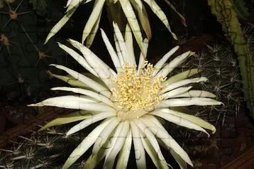 machaerocereus eruca