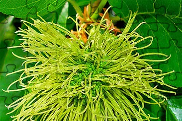 maclura pomifera