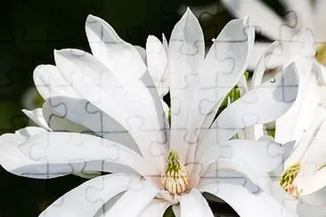 magnolia stellata