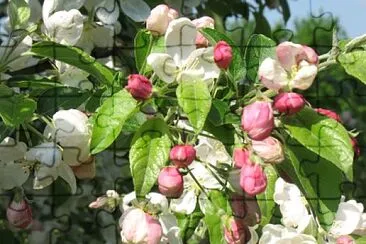 malus baccata jigsaw puzzle