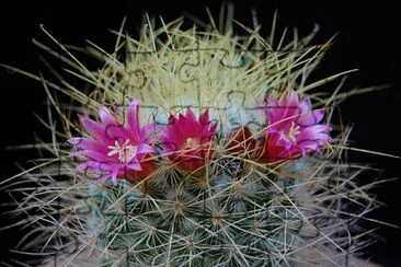 פאזל של mammilaria leptacanta