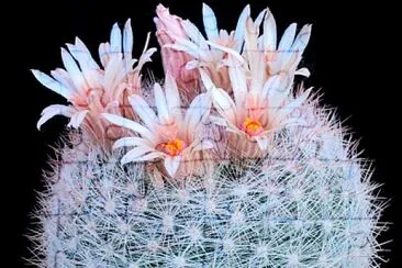 mammillaria candida jigsaw puzzle