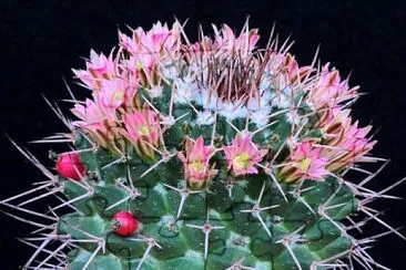 mammillaria carnea jigsaw puzzle