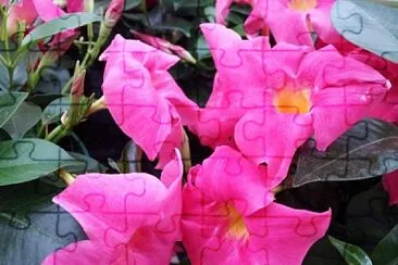 mandevilla jigsaw puzzle