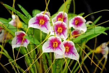 masdevallia jigsaw puzzle