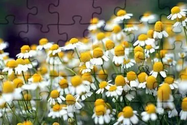 matricaria recutita jigsaw puzzle