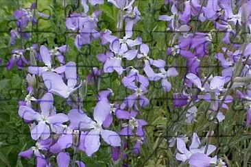 matthiola jigsaw puzzle