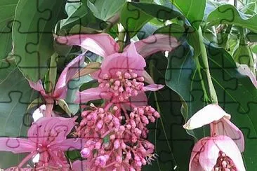 medinilla jigsaw puzzle