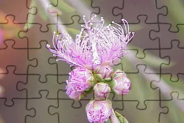 melaleuca leucadendra jigsaw puzzle