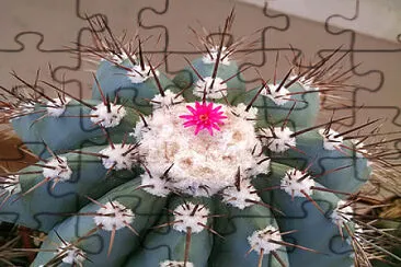 melocactus jigsaw puzzle