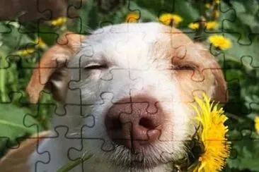 flores jigsaw puzzle