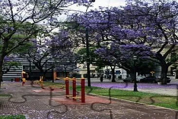 Jacaranda en flor