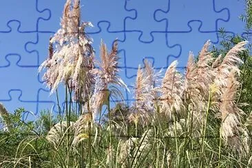 Reserva ecolÃ³gica jigsaw puzzle