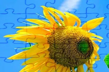 girasol andino jigsaw puzzle