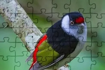 natural jigsaw puzzle