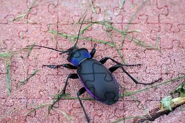 Carabus violaceus